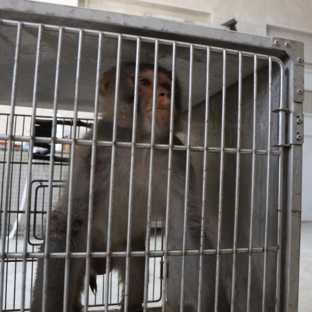 Firari maymun, ortalığı birbirine kattığı konteyner kentte kendisine ekmek...