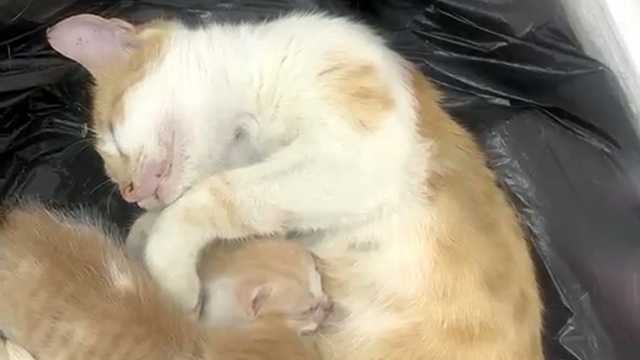 Anne kedi yavrularıyla Sosyal Yardımlaşma Vakfı'na sığındı