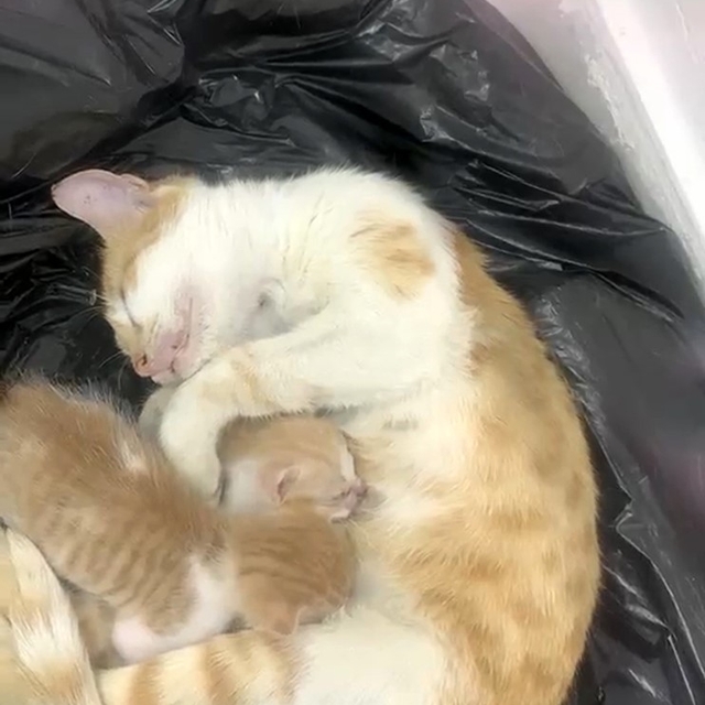 Anne kedi yavrularıyla Sosyal Yardımlaşma Vakfı'na sığındı