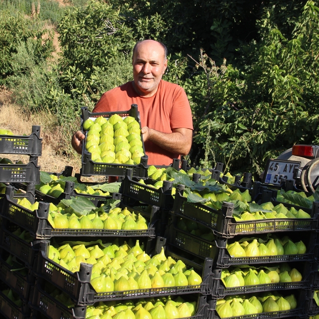 Dünyanın ilk incirinde son hasat bereketi
Talebin artması üreticiyi de memn...