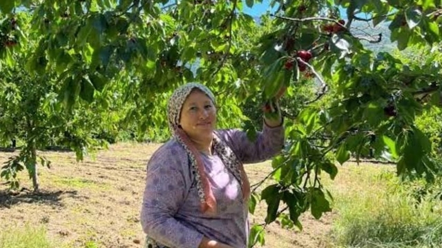 Andırın'da Çığşar kirazında hasat başladı