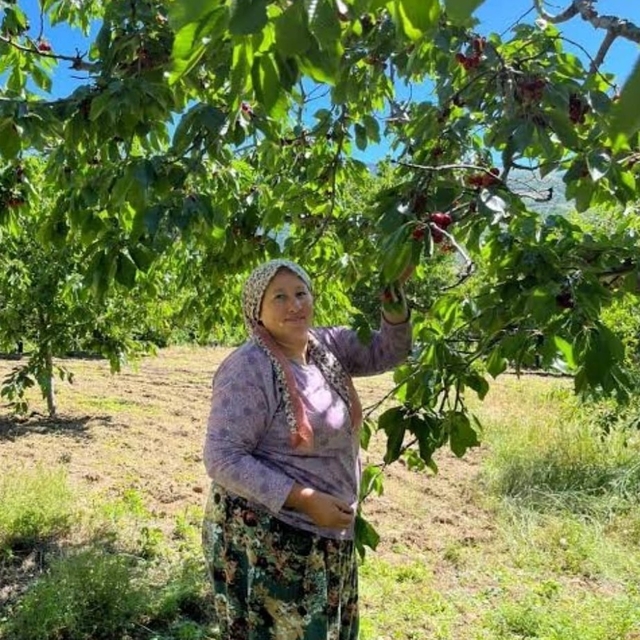 Andırın'da Çığşar kirazında hasat başladı