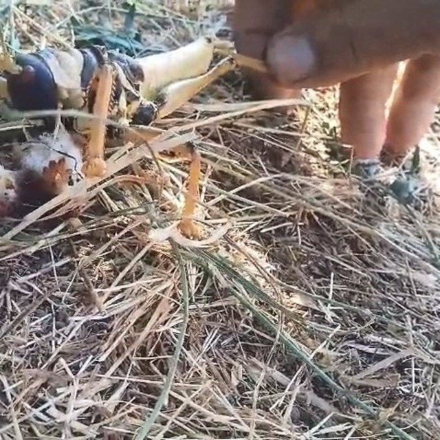 Etçil çekirgeyi balıkla besledi