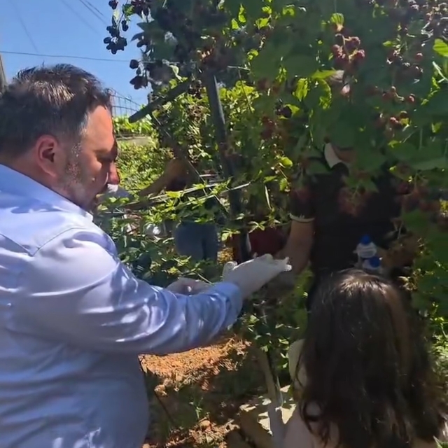 Siirt'te özel bireyler ve çocuklar böğürtlen hasadında buluştu