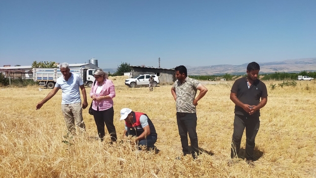 Malatya'da 500 ton nohut rekoltesi bekleniyor