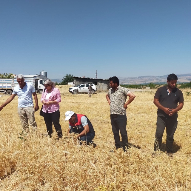 Malatya'da 500 ton nohut rekoltesi bekleniyor