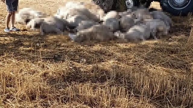 Edirne'de sağanak ve dolu yağışı: Yıldırım 30 koyunu telef etti, dolu çatılara zarar verdi