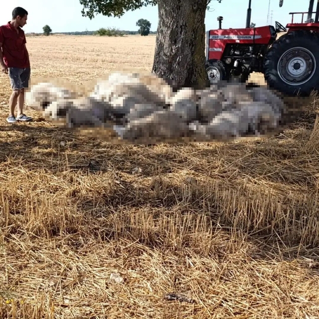 Edirne'de sağanak ve dolu yağışı: Yıldırım 30 koyunu telef etti, dolu çatıl...