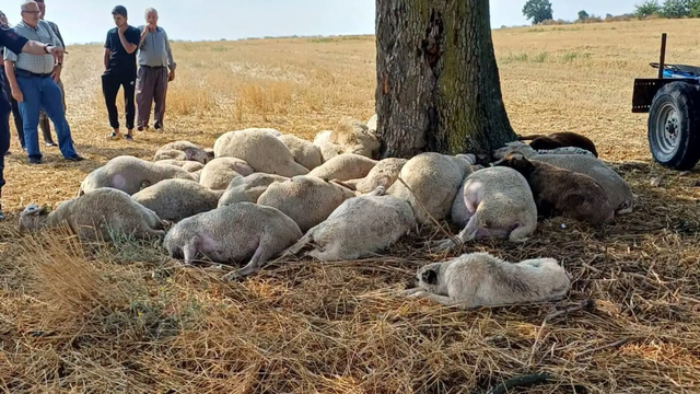 Edirne'de yıldırım düşen ağacın altındaki 30 koyun öldü