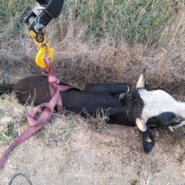 Bolu'da kanala düşen inek için itfaiye seferber oldu