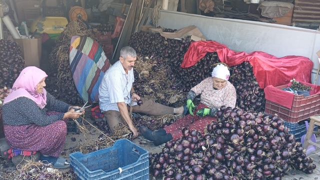 Coğrafi işaretli Kapıdağ mor soğanında hasat tamamlandı
Kapıdağ mor soğanında üretim 700 tona geriledi, kalite korundu
Kapıdağ'ın tescilli mor soğanı, Türkiye sofralarına ulaşmaya devam ediyor