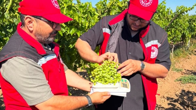Manisa bağlarında hasat öncesi rekolte saha çalışmaları başladı