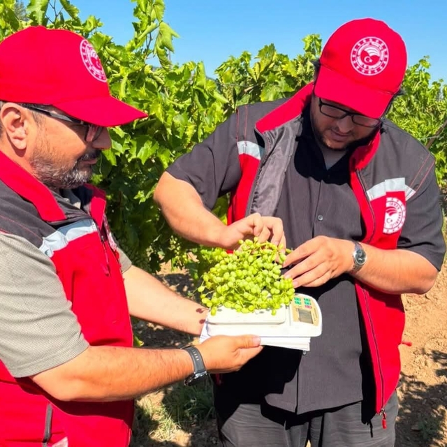 Manisa bağlarında hasat öncesi rekolte saha çalışmaları başladı