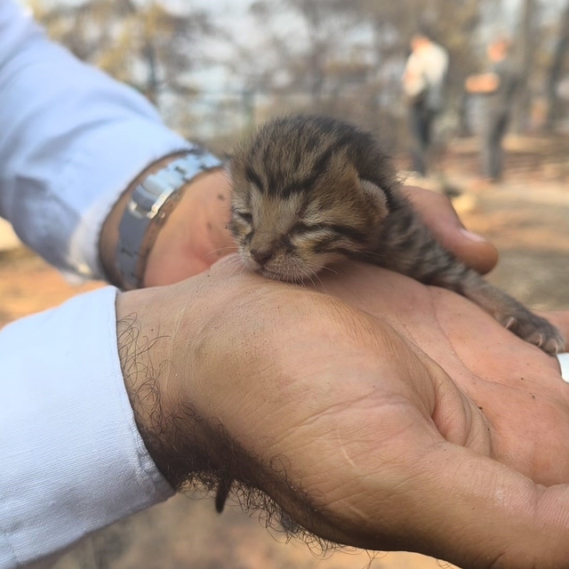Alevlerden kurtulan kediye İHA ekibi kucak açtı
Kaya arasında kalan yavru k...