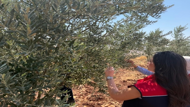 Şırnak'ta zeytin bahçelerinde hasar tespit çalışmaları başlatıldı