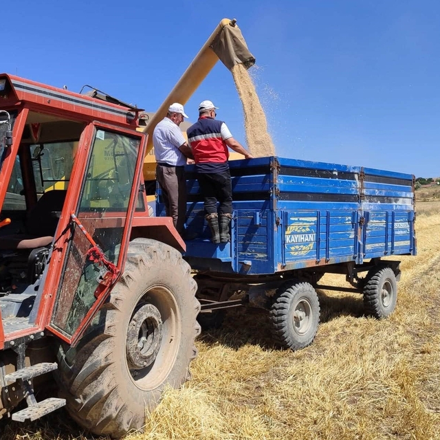 Kütahya'da yerli ve milli arpa çeşitlerinin hasadı yapıldı