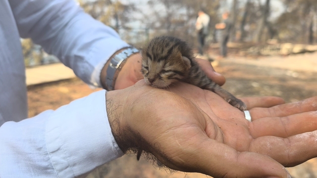Alevlerden kurtulan kediye İHA ekibi kucak açtı
Kaya arasında kalan yavru kediyi böyle kurtardılar