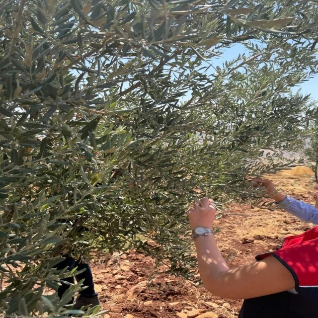 Şırnak'ta zeytin bahçelerinde hasar tespit çalışmaları başlatıldı