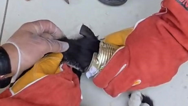 Batman'da yaramaz kedi kafasını tenekeye sıkıştırdı, itfaiye kurtardı