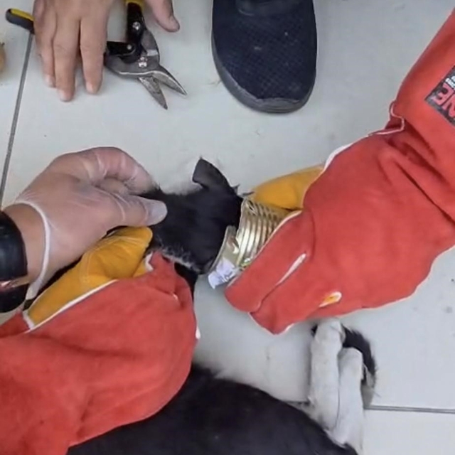 Batman'da yaramaz kedi kafasını tenekeye sıkıştırdı, itfaiye kurtardı