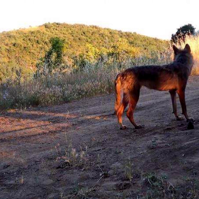 Ganos Dağı'nda yaban hayatı fotokapana yansıdı