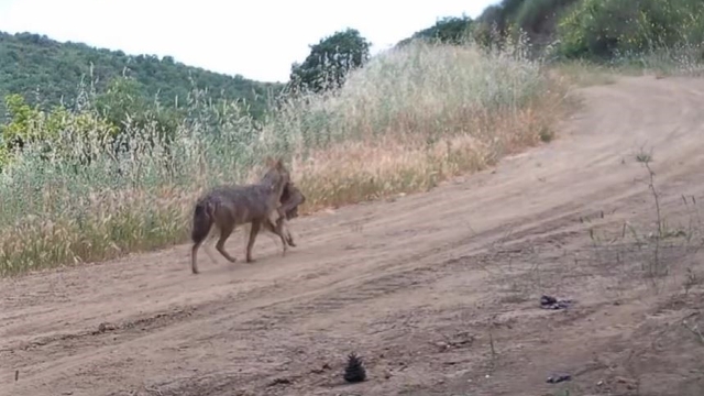 Karaca, kurt, porsuk ne ararsan var... Ağzında karaca taşırken görüntülendi
Ganos Dağları'nın gizli sakinleri fotokapana yakalandı