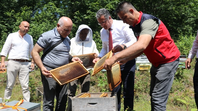 Coğrafi işaretli Salıpazarı kestane balında hasat başladı