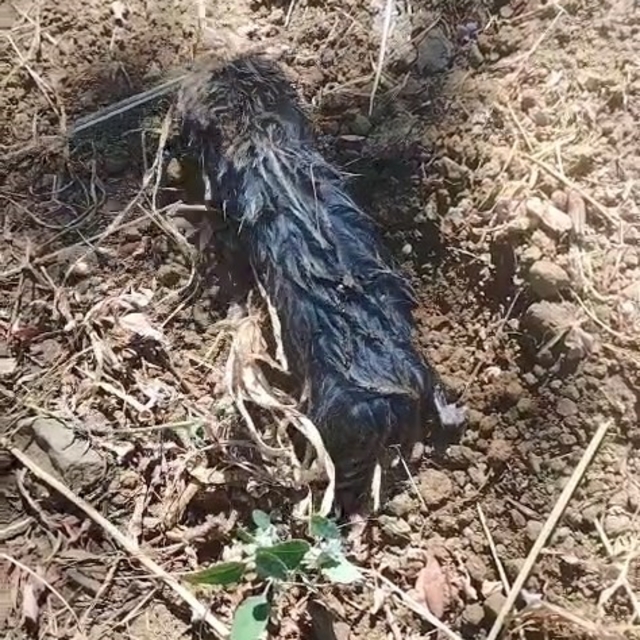 Köstebek sandı, gerçek çok başka çıktı