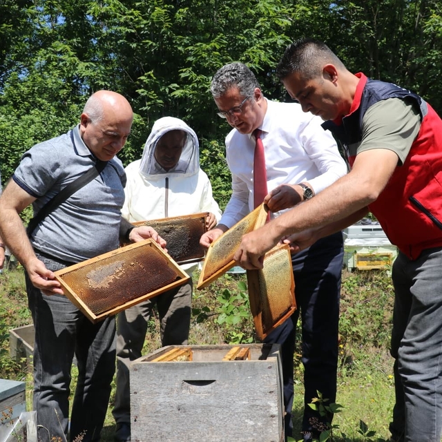 Coğrafi işaretli Salıpazarı kestane balında hasat başladı