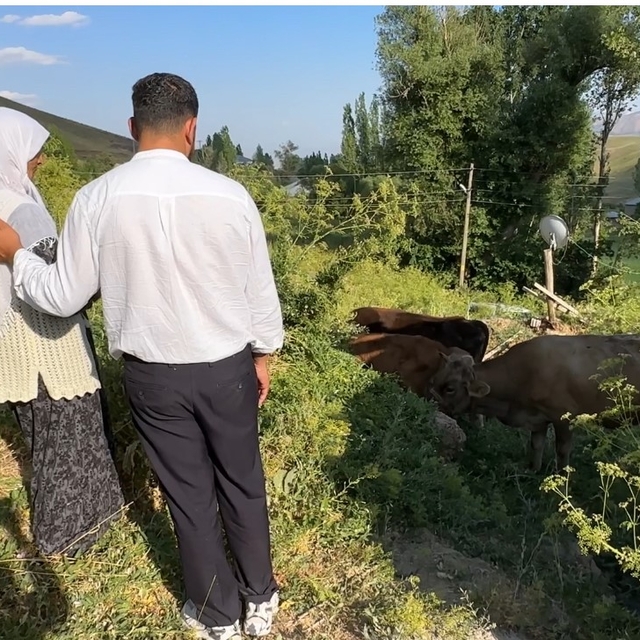 Uçurumdan düşen ineği için gözyaşı döken Ayni teyzeye yardım eli uzatıldı