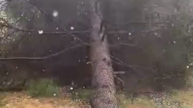 Tokat'ta fırtınada ağaçlar devrildi