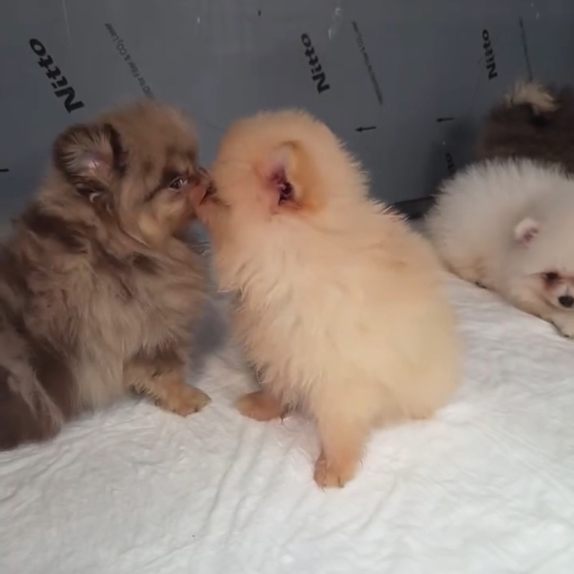 Kapıkule'de kaçak yollarla yurda sokulmak istenen 5 yavru köpek ele geçiril...