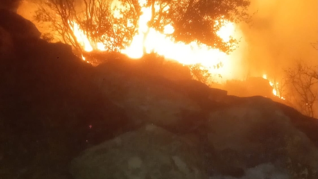 Muğla'da orman yangını