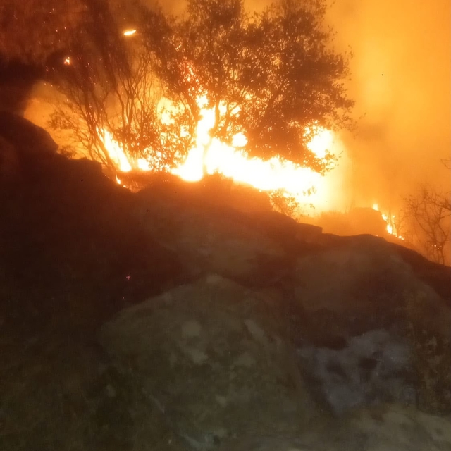 Muğla'da orman yangını