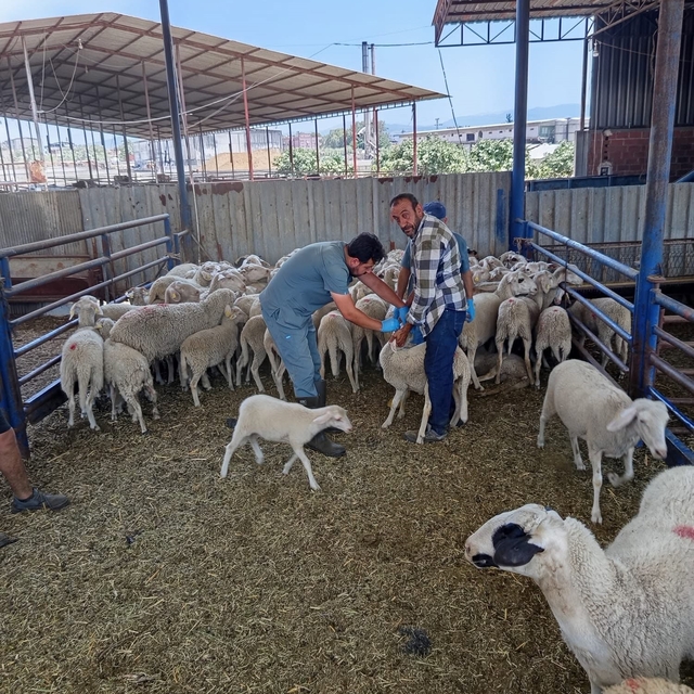 Köşk'te küçükbaş hayvanlar kayıt altına alınıyor