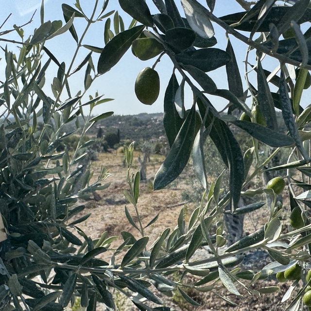 Milas'ta bilimsel yöntemlerle taşınan zeytin ağaçları, bir yıl dolmadan yen...