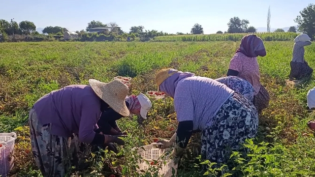 Aydın'da 12 bin 94 dekarda domates hasadı sürüyor