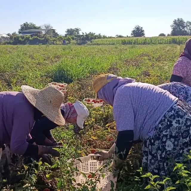 Aydın'da 12 bin 94 dekarda domates hasadı sürüyor