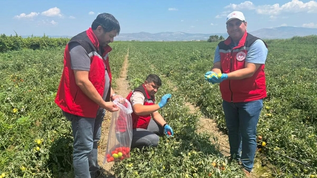 Organik domates üretimine kalıntı denetimi