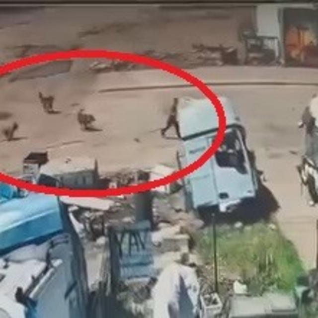 Başıboş köpeklerin saldırdığı çocuğu, babası ve amcası kurtardı
