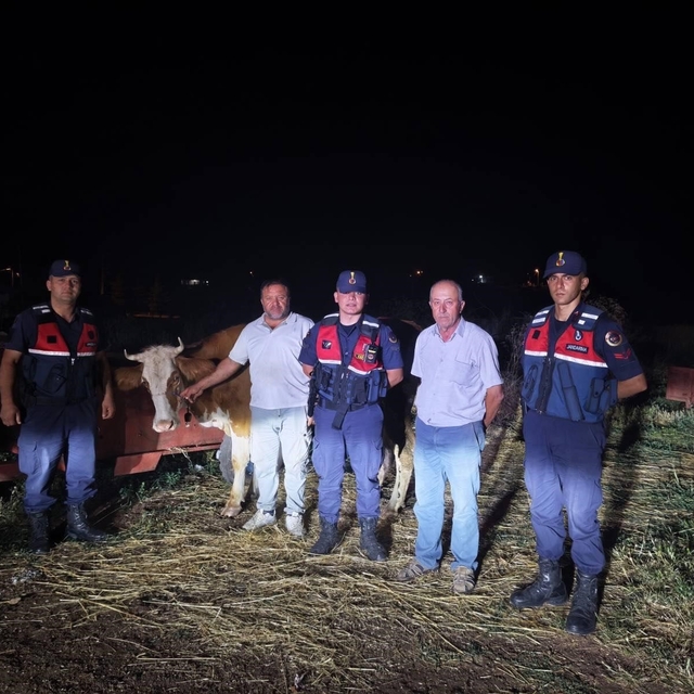 Kayıp büyükbaş hayvan jandarma tarafından bulundu