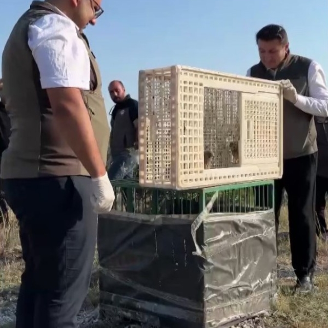 Sivas'ta yuvadan düşen iki kerkenez yavrusu doğaya bırakıldı