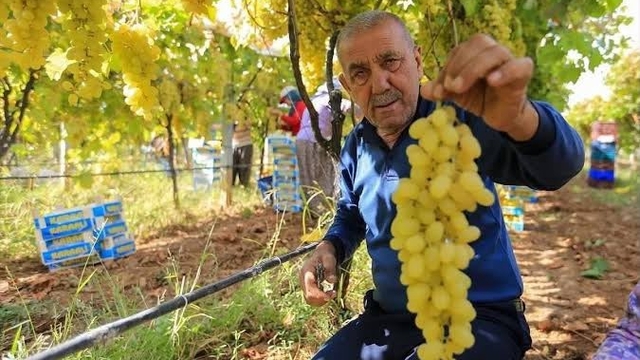 Manisalı üretici üzüm fiyatlarının erken açıklanmasını bekliyor