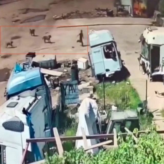 Başıboş köpeklerin saldırısından saniyeler ile kurtuldu
Başıboş köpekler kü...