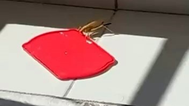 Burdur'da dev çekirgeyi kapta su ile beslediği anlar görüntülendi