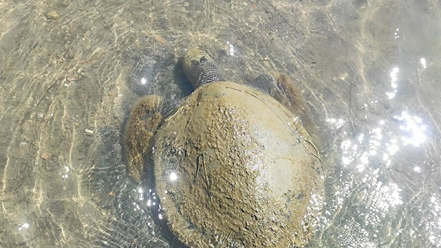 Ayvalık'ta sahilde ölü caretta caretta bulundu