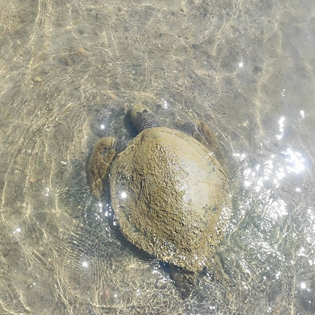 Ayvalık'ta sahilde ölü caretta caretta bulundu