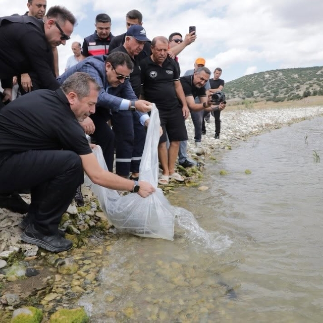Kütahya'da Porsuk Barajı Göleti'ne 107 bin 500 balık yavrusu bırakıldı