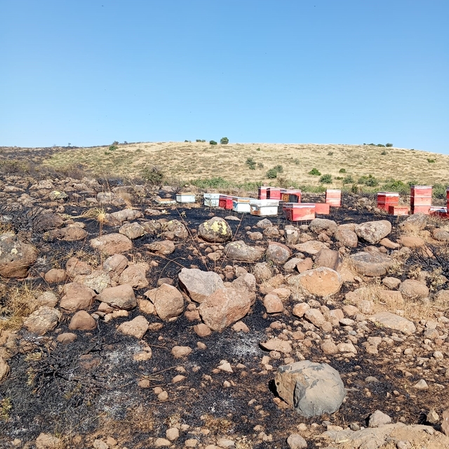 Elazığ'da arazi yangını: Arı kovanları zarar gördü