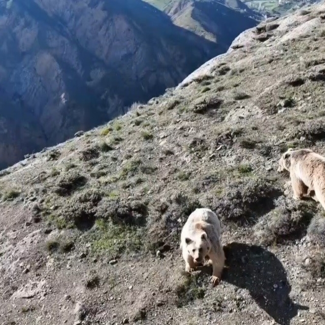 Erzincan'da ayı saldırısında yaralanan kişi ameliyata alındı